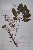 鵝掌柴、江某、鴨腳樹藏品圖，第1張