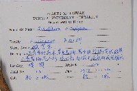 鵝掌柴、江某、鴨腳樹藏品圖，第2張