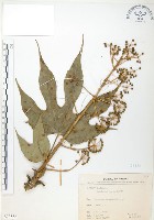 臺灣八角金盤藏品圖，第1張