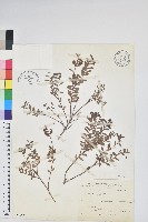 高山白珠樹藏品圖，第1張