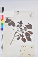 細葉饅頭果藏品圖，第1張