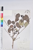 細葉饅頭果藏品圖，第1張