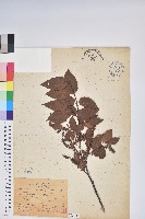 南燭藏品圖，第1張