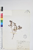 高山白珠樹藏品圖，第1張