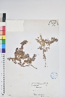 高山白珠樹藏品圖，第1張