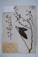 鵝掌柴、江某、鴨腳樹藏品圖，第1張