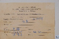 鵝掌柴、江某、鴨腳樹藏品圖，第2張