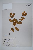 羊角藤、武靴藤藏品圖，第1張