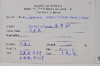 羊角藤、武靴藤藏品圖，第2張