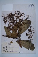 鵝掌柴、江某、鴨腳樹藏品圖，第1張