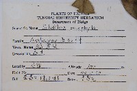 鵝掌柴、江某、鴨腳樹藏品圖，第2張