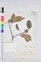 白臼藏品圖，第1張