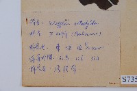 鵝掌柴、江某、鴨腳樹藏品圖，第2張