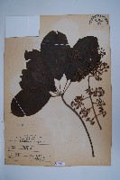 鵝掌柴、江某、鴨腳樹藏品圖，第1張