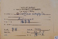 鵝掌柴、江某、鴨腳樹藏品圖，第2張