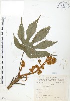 臺灣八角金盤藏品圖，第1張