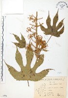 臺灣八角金盤藏品圖，第1張