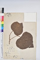 野桐藏品圖，第1張