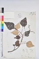 白匏子藏品圖，第1張