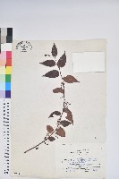 白珠樹藏品圖，第1張