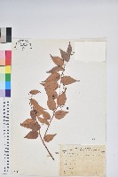 白珠樹藏品圖，第1張