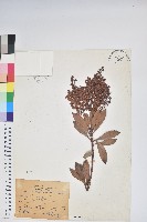 臺灣馬醉木藏品圖，第1張