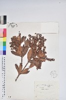 臺灣馬醉木藏品圖，第1張