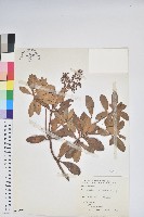 臺灣馬醉木藏品圖，第1張