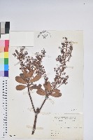 臺灣馬醉木藏品圖，第1張