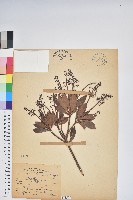 臺灣馬醉木藏品圖，第1張