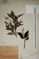 大葉溲疏藏品圖，第1張