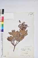 臺灣馬醉木藏品圖，第1張