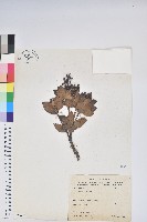 臺灣馬醉木藏品圖，第1張