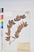 白珠樹藏品圖，第1張