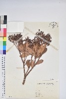 臺灣馬醉木藏品圖，第1張