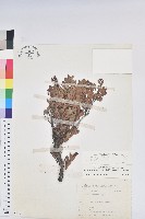 臺灣大葉越橘藏品圖，第1張