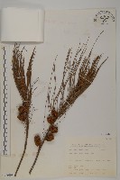 佛氏木麻黃藏品圖，第1張