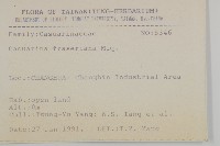 佛氏木麻黃藏品圖，第2張