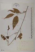 佩羅特木藏品圖，第1張