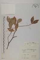 菱葉衛矛藏品圖，第1張