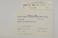 菱葉衛矛藏品圖，第2張