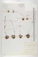 小毛氈苔藏品圖，第1張