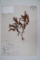 刺莧藏品圖，第1張