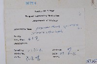 刺莧藏品圖，第2張