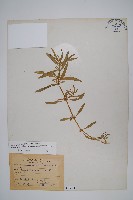 蓮子草藏品圖，第1張