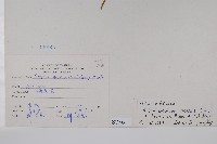 蓮子草藏品圖，第2張