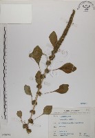 野莧菜藏品圖，第1張