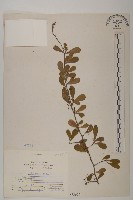 北仲, 刺裸實藏品圖，第1張
