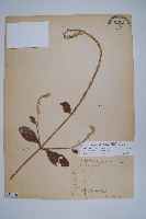 印度牛膝、土牛藤藏品圖，第1張