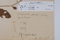 印度牛膝、土牛藤藏品圖，第2張